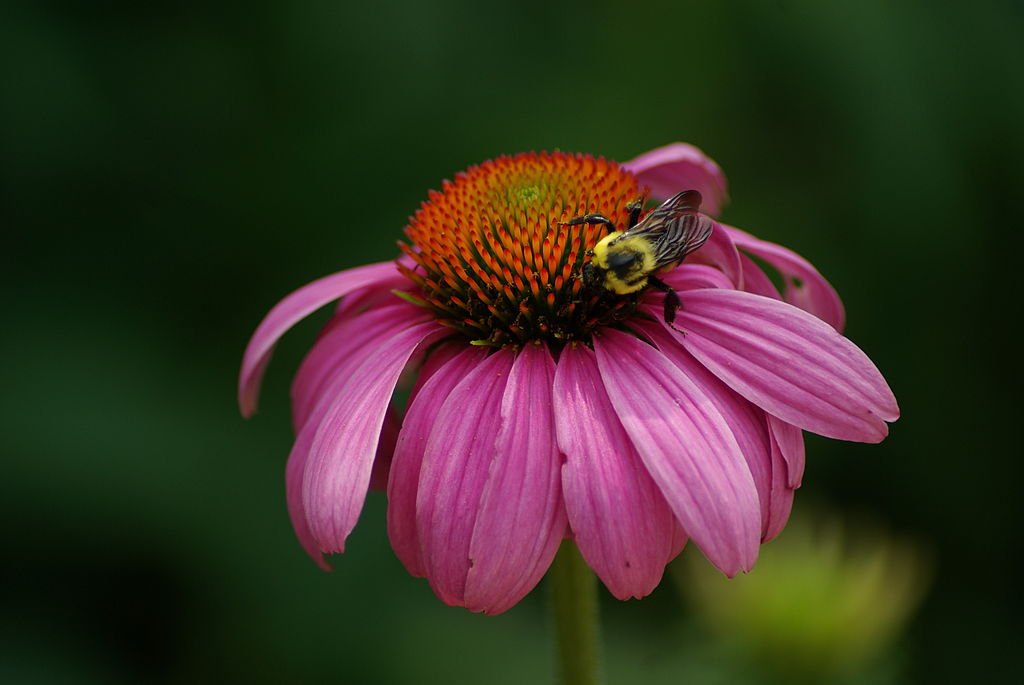 Kép forrása. https://en.wikipedia.org/wiki/Echinacea#/media/File:Bee_pollinating_a_flower_at_the_National_Zoo.jpg